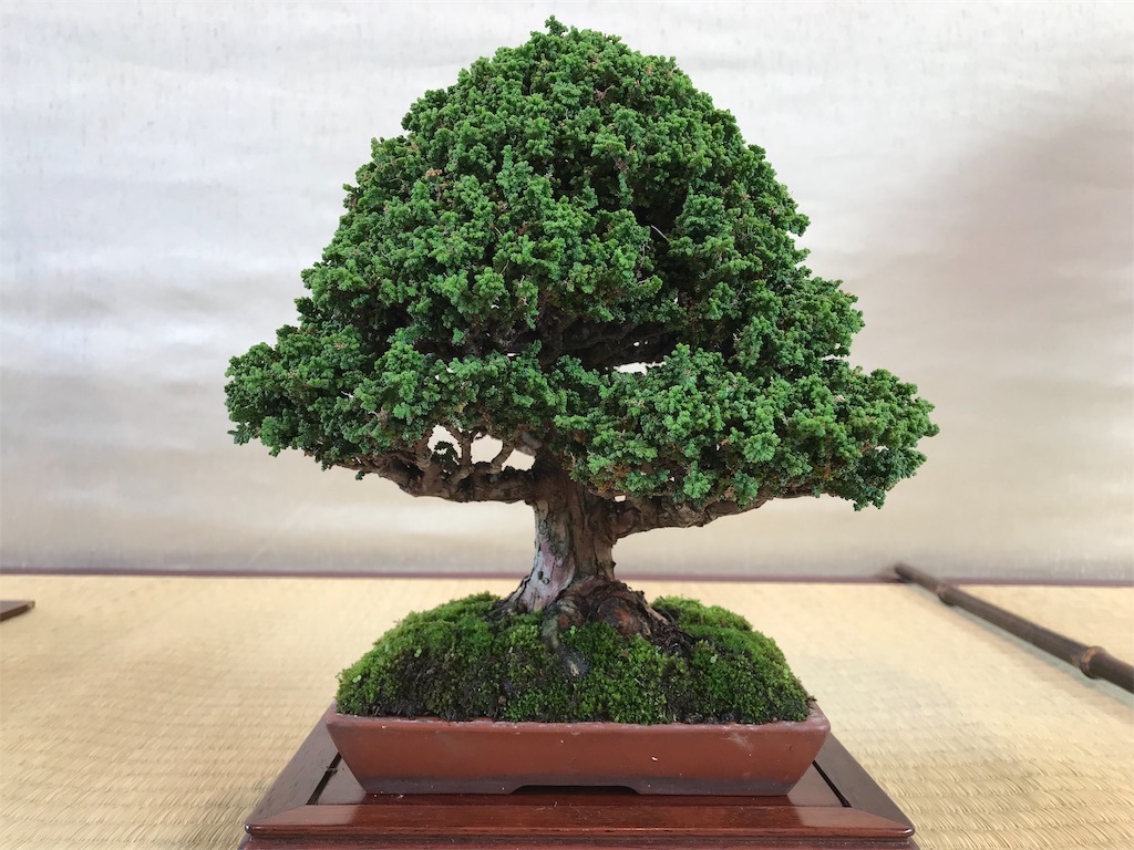 f:id:bonsaichie:20181007095151j:image f:id:bonsaichie:20181007095151j:image