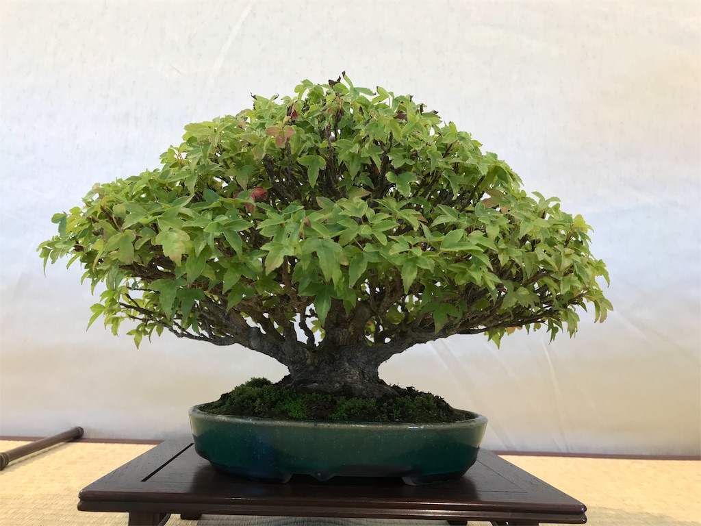 f:id:bonsaichie:20181007095213j:image f:id:bonsaichie:20181007095213j:image