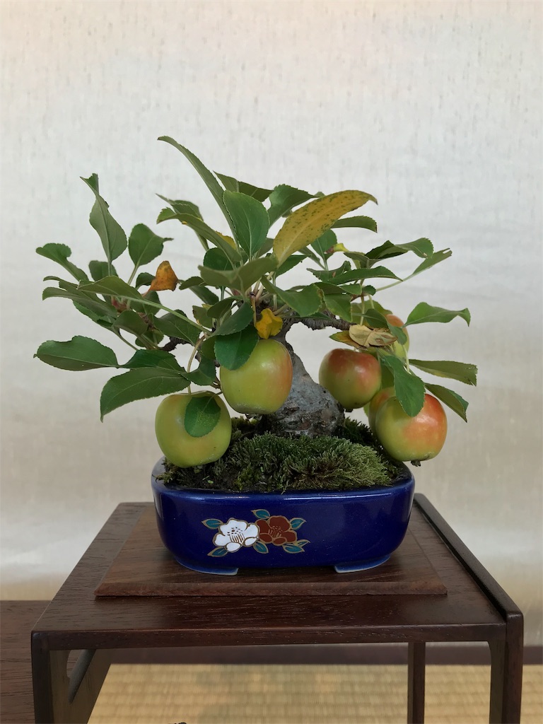 f:id:bonsaichie:20181007095230j:image f:id:bonsaichie:20181007095230j:image