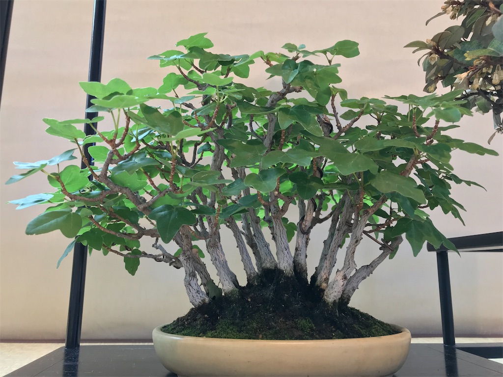 f:id:bonsaichie:20181007095236j:image f:id:bonsaichie:20181007095236j:image