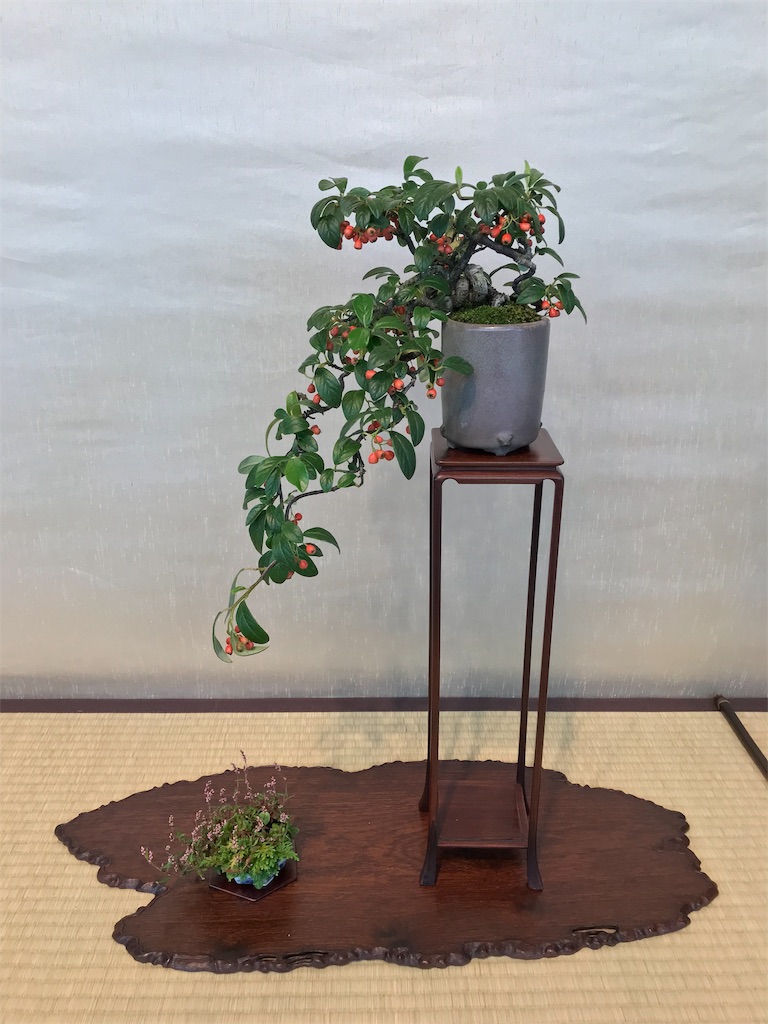 f:id:bonsaichie:20181007095242j:image f:id:bonsaichie:20181007095242j:image