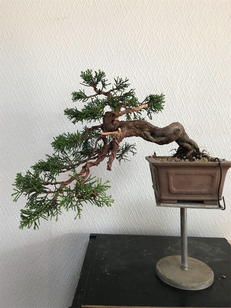 真柏改作 - BONSAIちえ