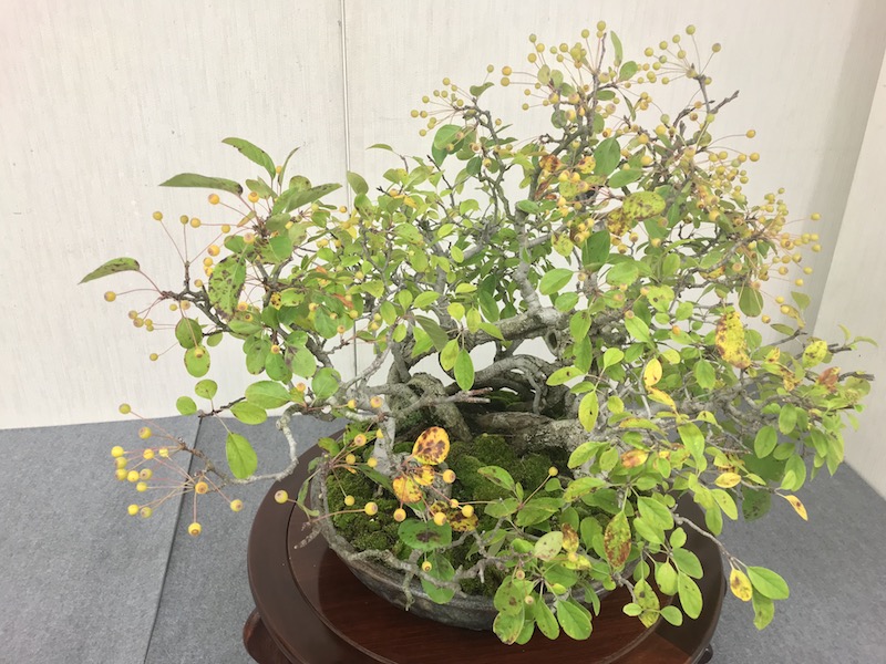 f:id:bonsaichie:20181021220109j:plain