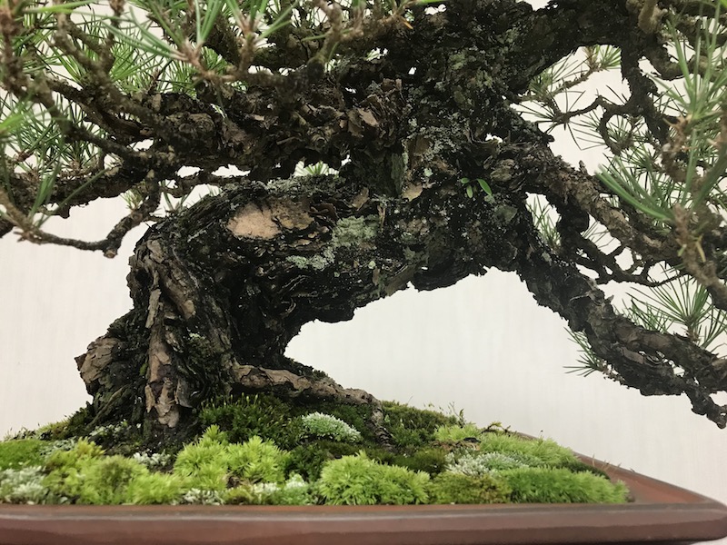 f:id:bonsaichie:20181021220143j:plain