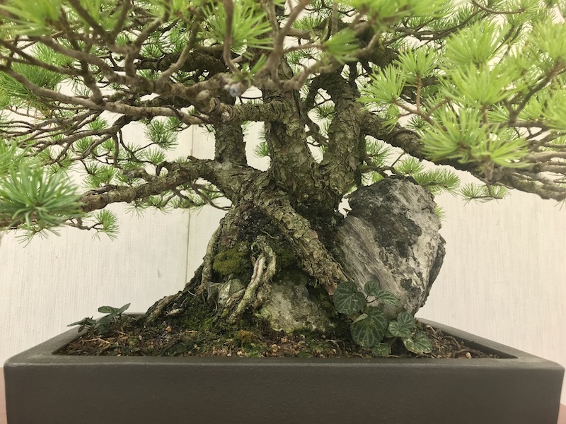 f:id:bonsaichie:20181021220319j:plain