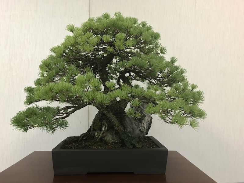 f:id:bonsaichie:20181021220328j:plain