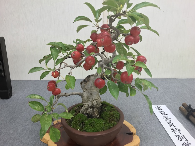 f:id:bonsaichie:20181021220344j:plain