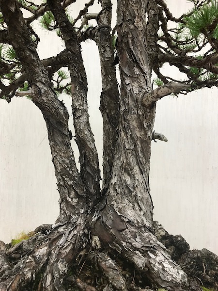 f:id:bonsaichie:20181021220355j:plain