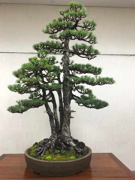 f:id:bonsaichie:20181021220405j:plain