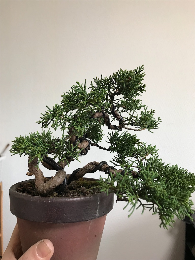 f:id:bonsaichie:20181217162402j:image f:id:bonsaichie:20181217162402j:image
