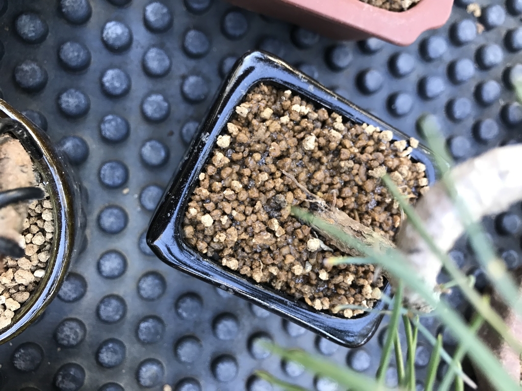 f:id:bonsaichie:20181229204146j:plain f:id:bonsaichie:20181229204146j:plain