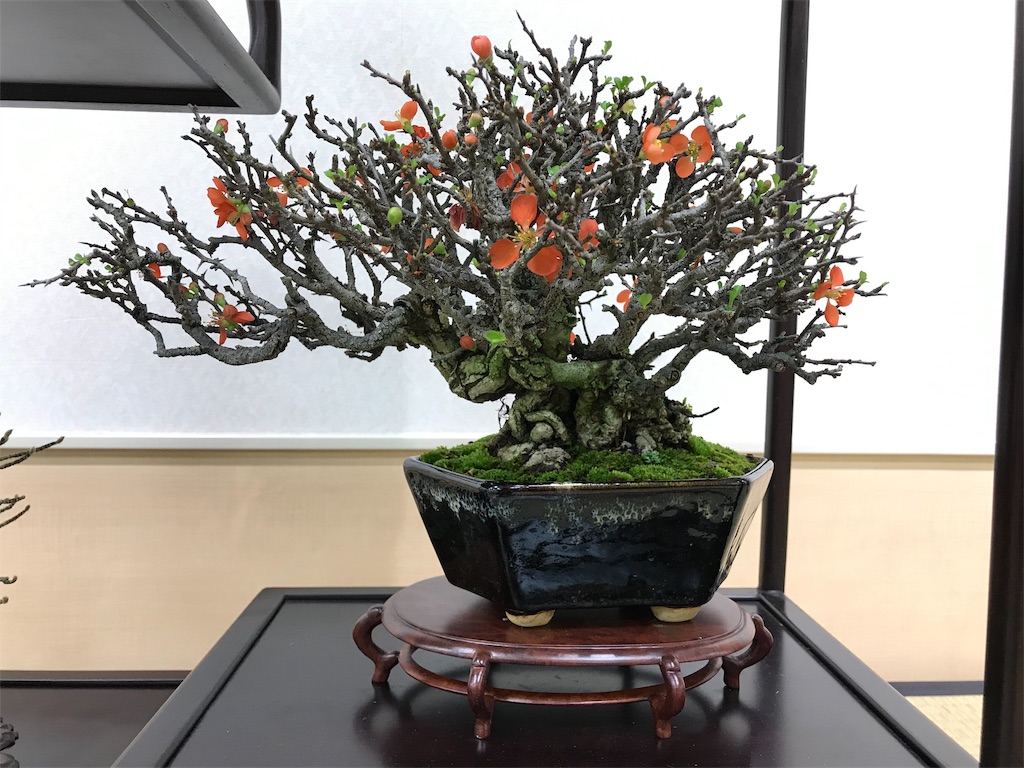 f:id:bonsaichie:20190301160529j:image f:id:bonsaichie:20190301160529j:image