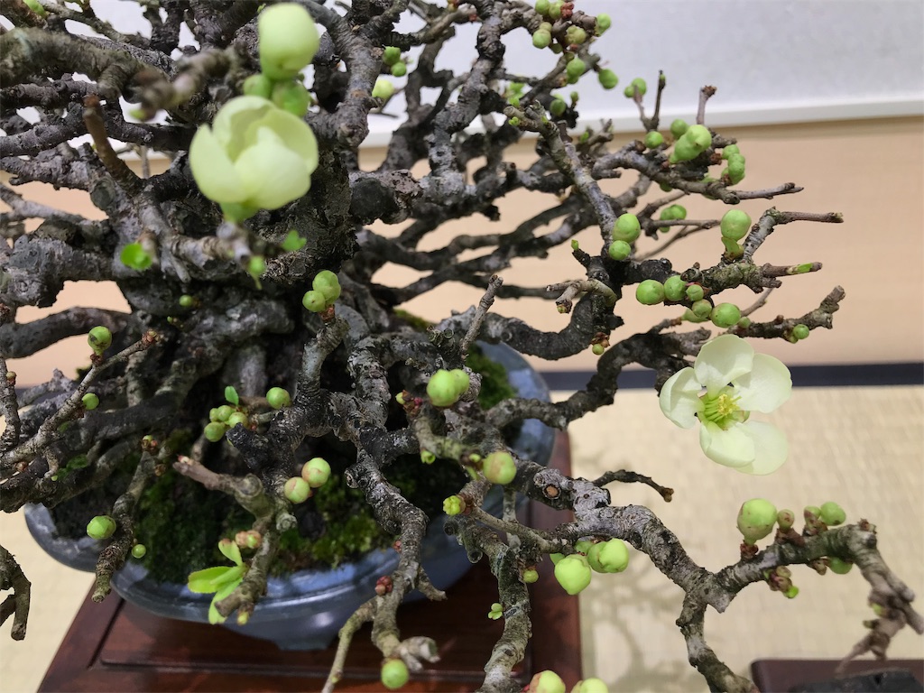 f:id:bonsaichie:20190301160601j:image f:id:bonsaichie:20190301160601j:image