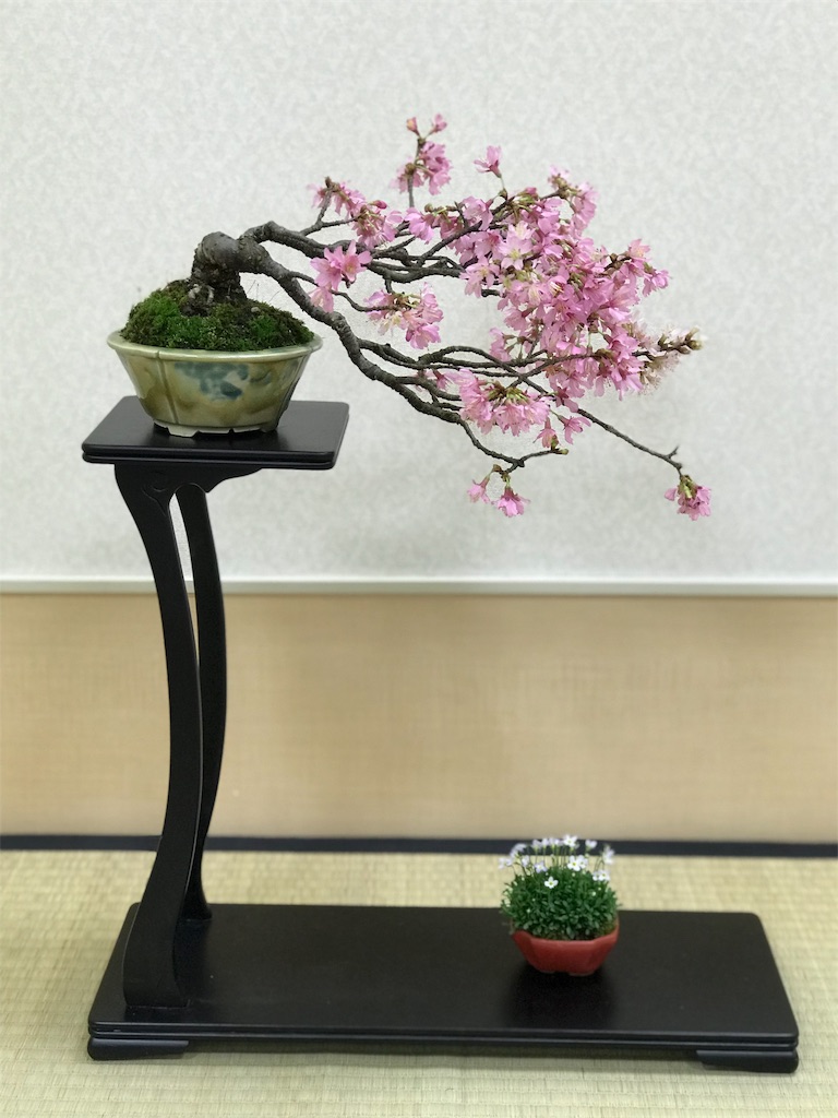 f:id:bonsaichie:20190301160607j:image f:id:bonsaichie:20190301160607j:image