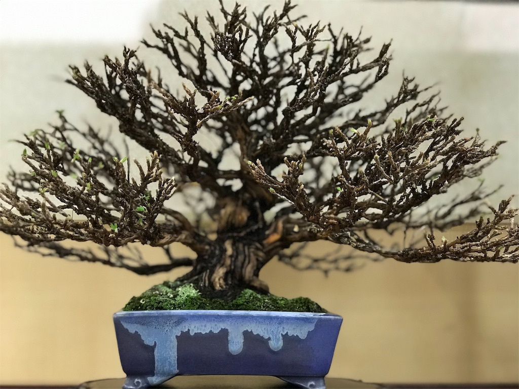 f:id:bonsaichie:20190301160612j:image f:id:bonsaichie:20190301160612j:image