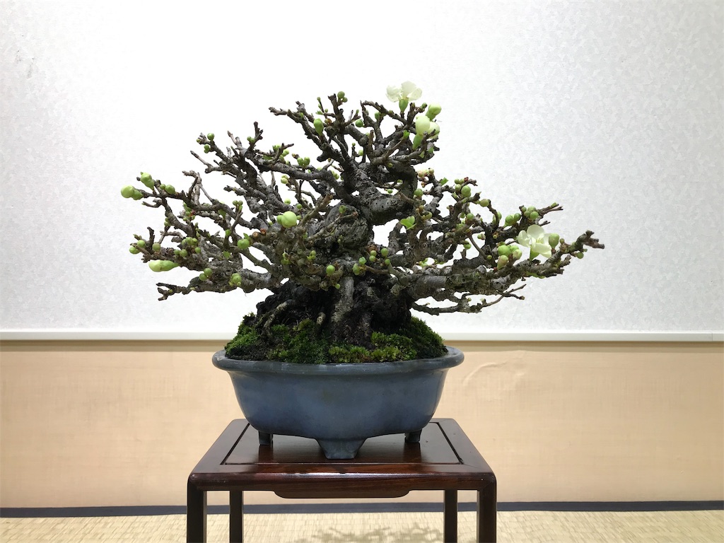 f:id:bonsaichie:20190301160630j:image f:id:bonsaichie:20190301160630j:image
