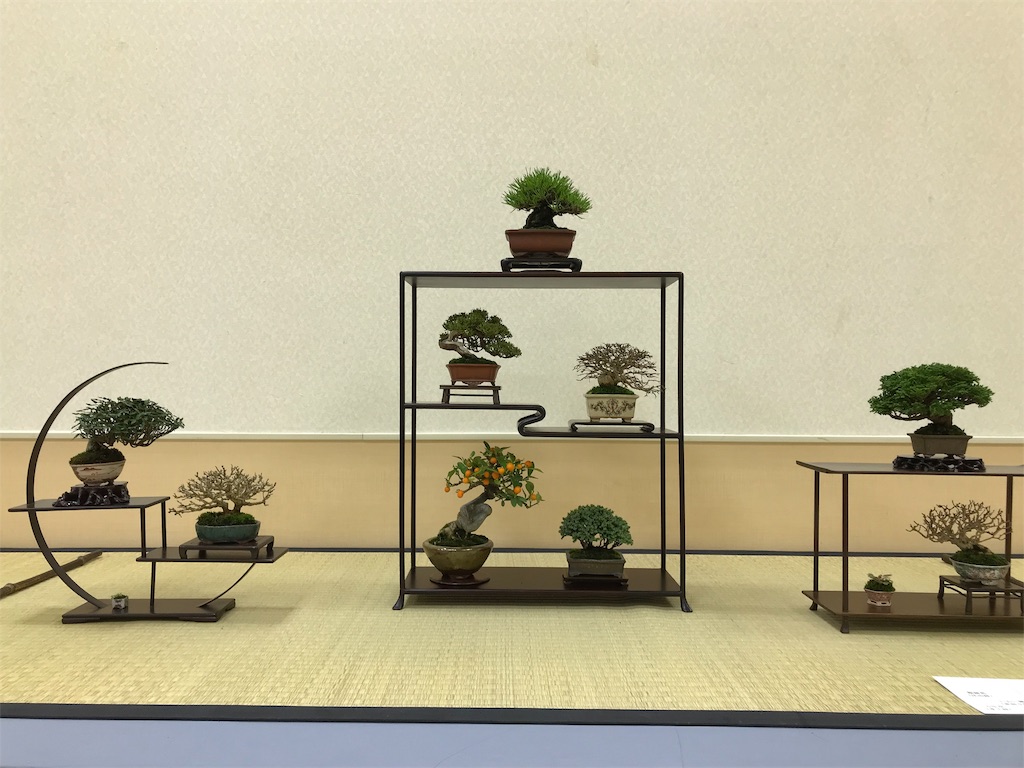 f:id:bonsaichie:20190301160635j:image f:id:bonsaichie:20190301160635j:image