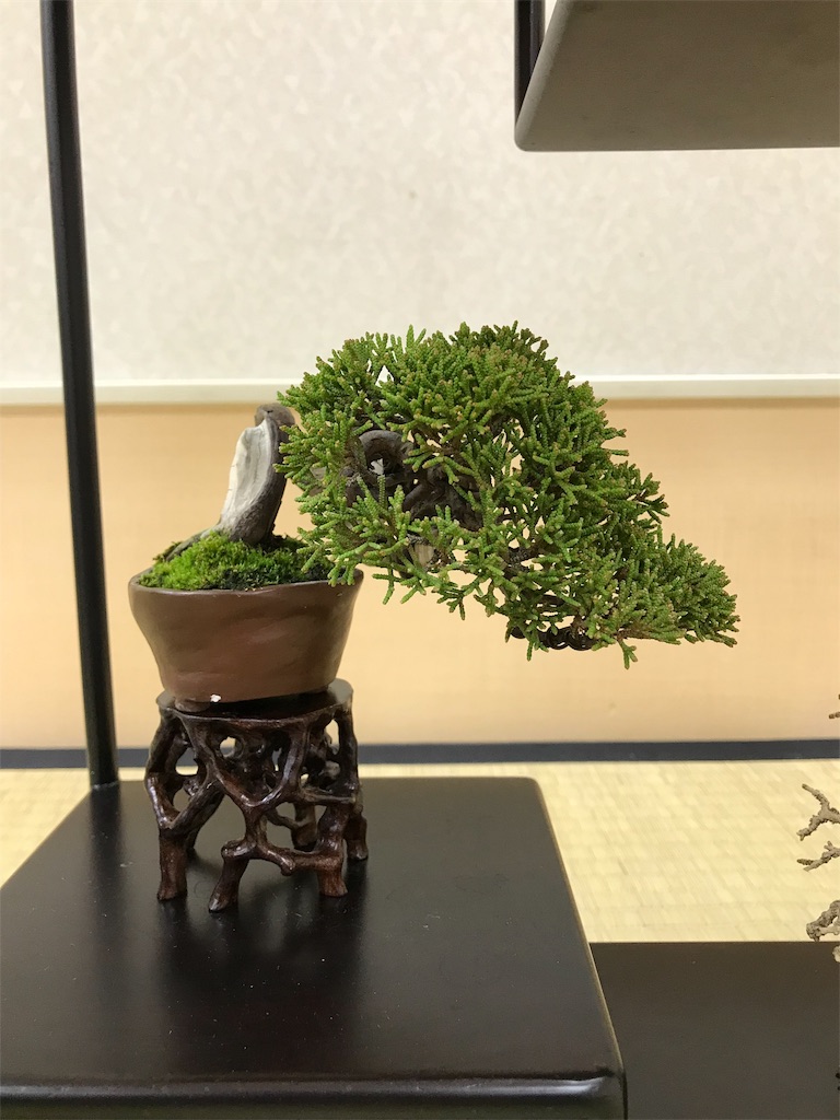 f:id:bonsaichie:20190301160644j:image f:id:bonsaichie:20190301160644j:image