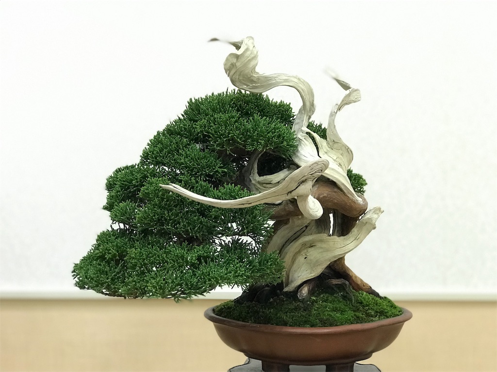 f:id:bonsaichie:20190301160836j:image f:id:bonsaichie:20190301160836j:image