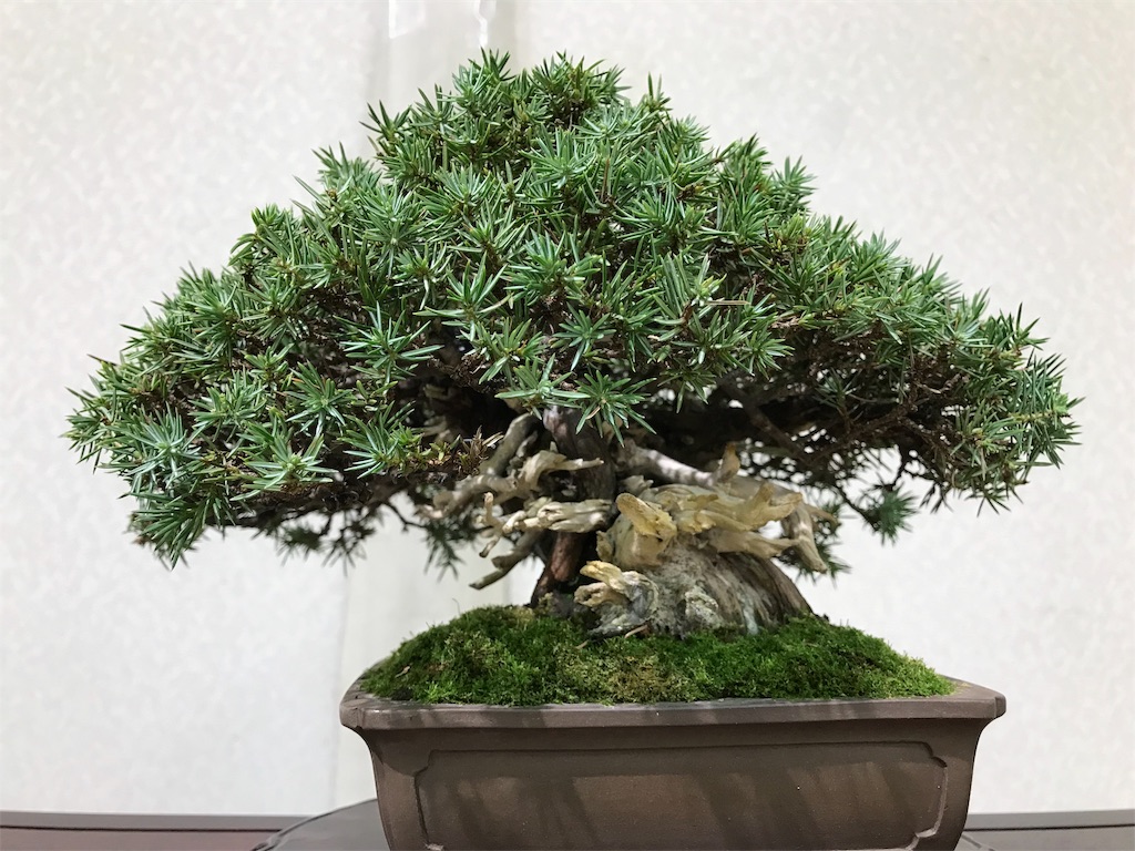 f:id:bonsaichie:20190301160846j:image f:id:bonsaichie:20190301160846j:image