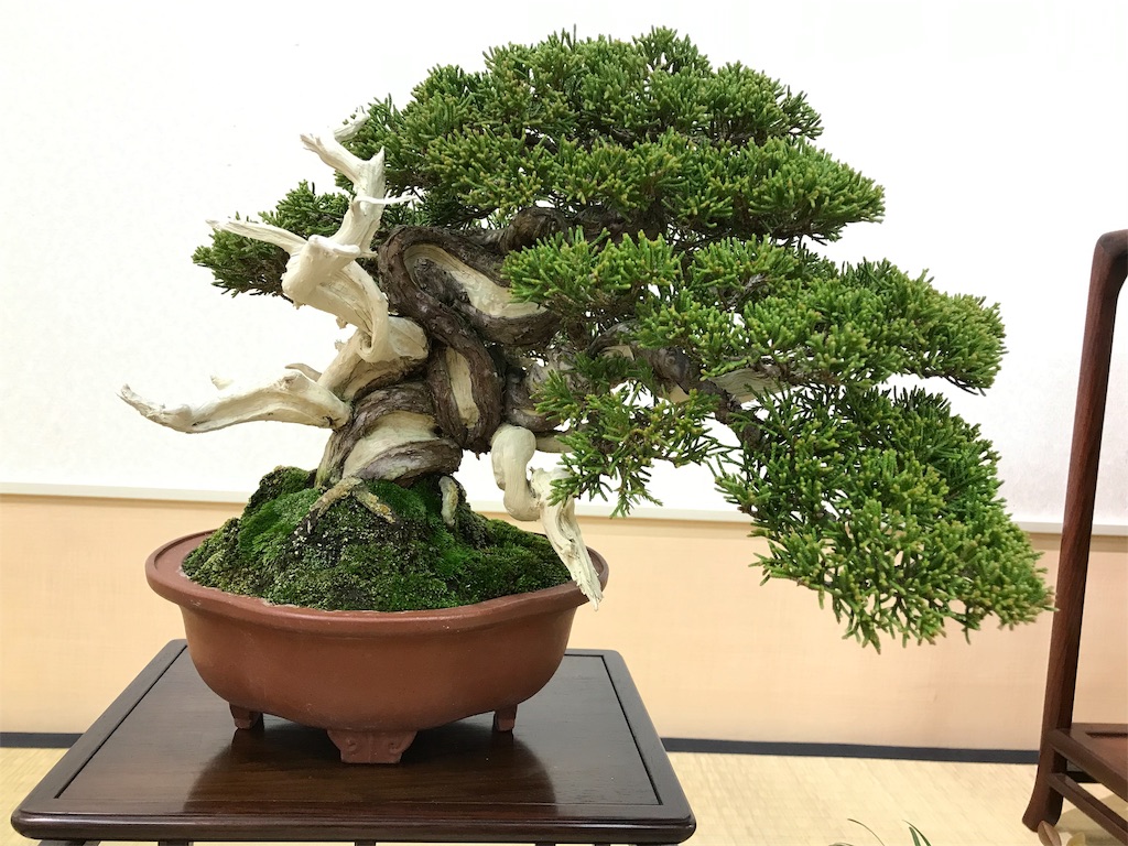 f:id:bonsaichie:20190301160851j:image f:id:bonsaichie:20190301160851j:image