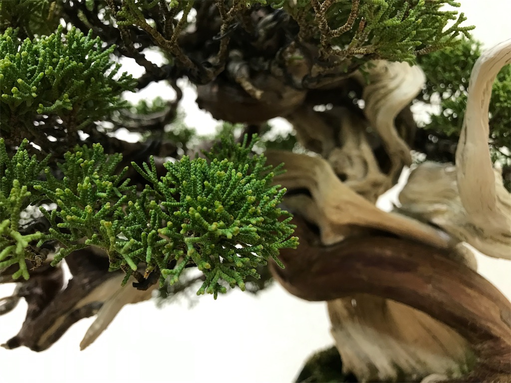 f:id:bonsaichie:20190301160855j:image f:id:bonsaichie:20190301160855j:image