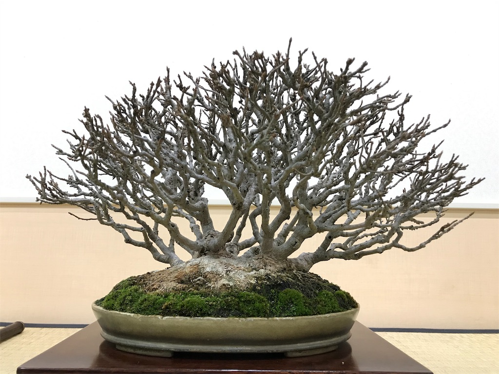 f:id:bonsaichie:20190301160859j:image f:id:bonsaichie:20190301160859j:image