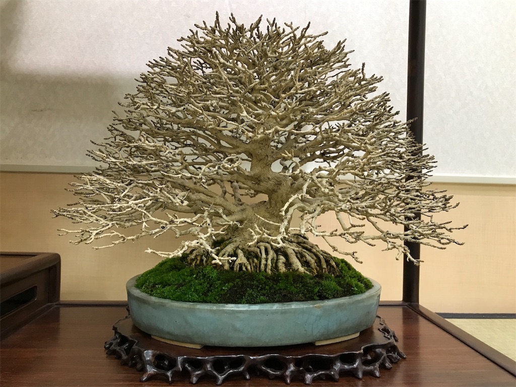 f:id:bonsaichie:20190301160906j:image f:id:bonsaichie:20190301160906j:image