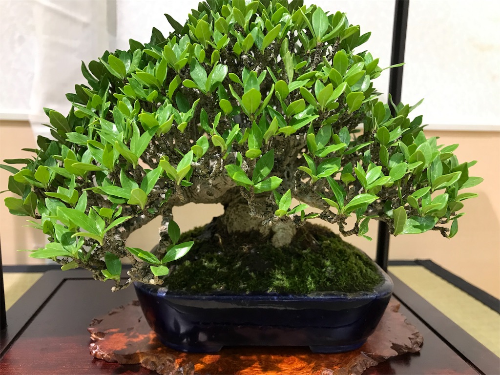 f:id:bonsaichie:20190301160911j:image f:id:bonsaichie:20190301160911j:image