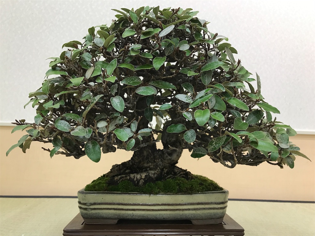 f:id:bonsaichie:20190301160914j:image f:id:bonsaichie:20190301160914j:image