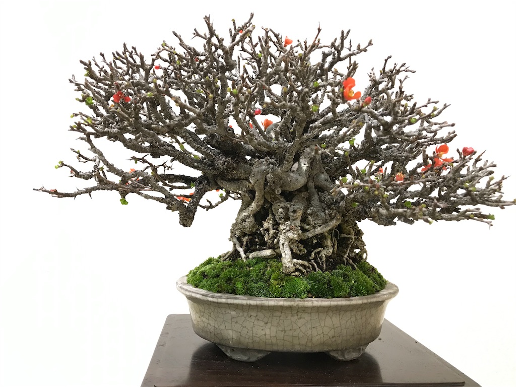 f:id:bonsaichie:20190301160918j:image f:id:bonsaichie:20190301160918j:image