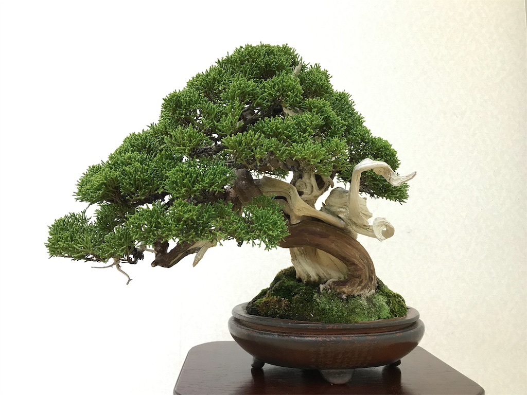 f:id:bonsaichie:20190301160929j:image f:id:bonsaichie:20190301160929j:image