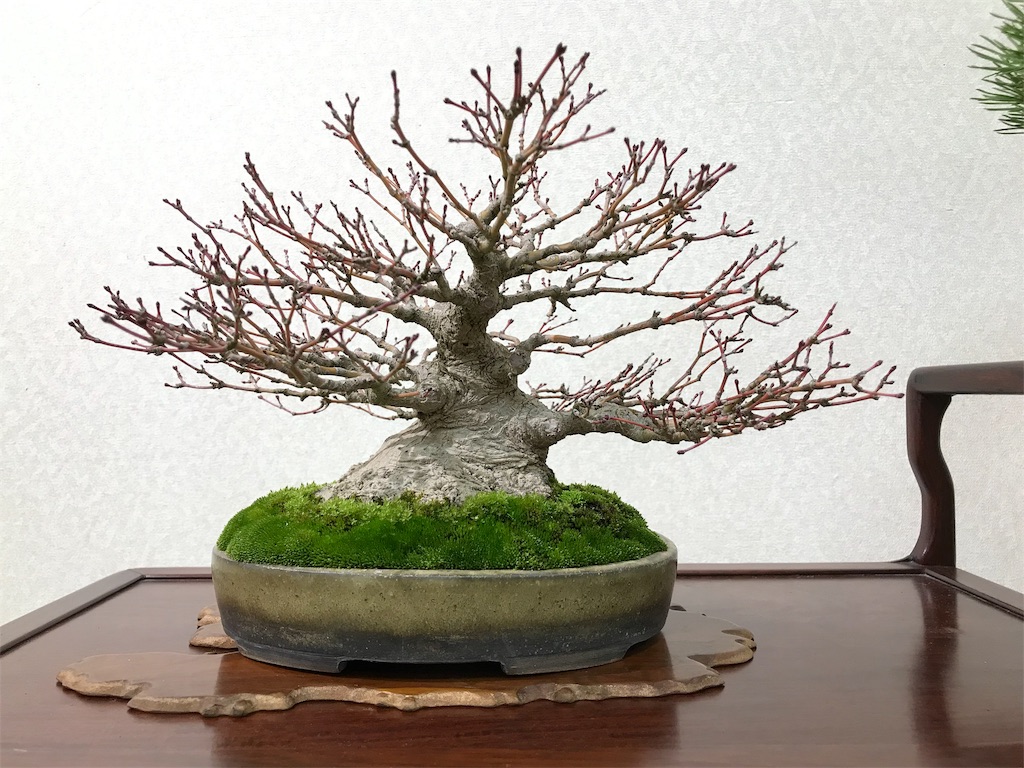 f:id:bonsaichie:20190301160933j:image f:id:bonsaichie:20190301160933j:image