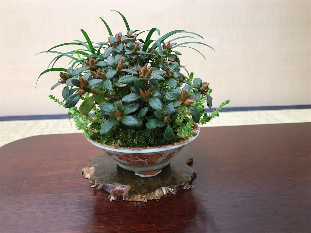 f:id:bonsaichie:20190301160938j:image f:id:bonsaichie:20190301160938j:image