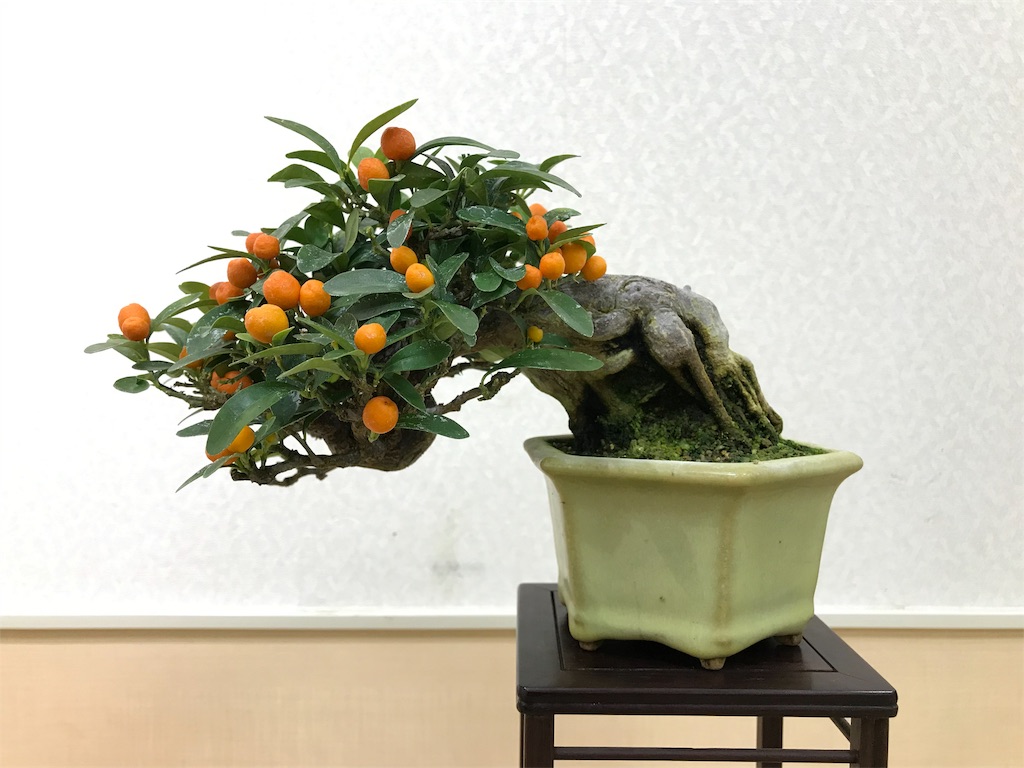 f:id:bonsaichie:20190301160941j:image f:id:bonsaichie:20190301160941j:image
