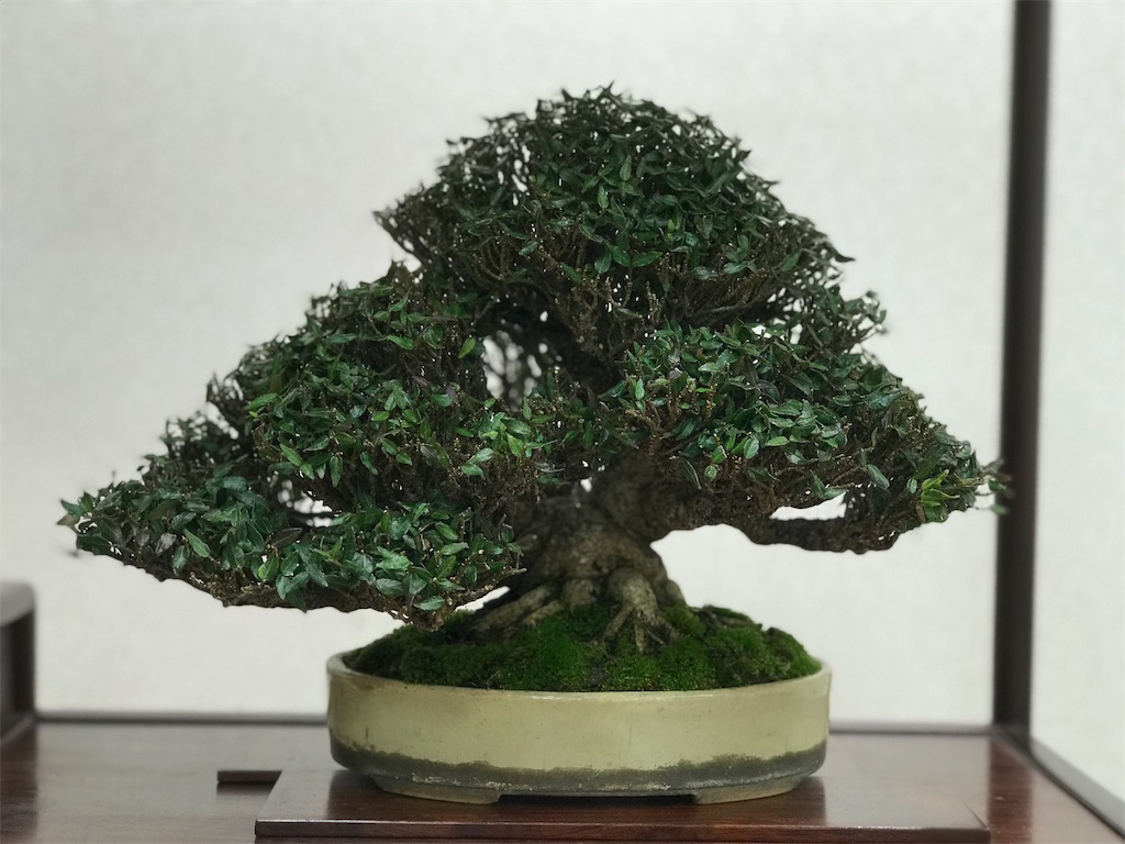 f:id:bonsaichie:20190301160947j:image f:id:bonsaichie:20190301160947j:image