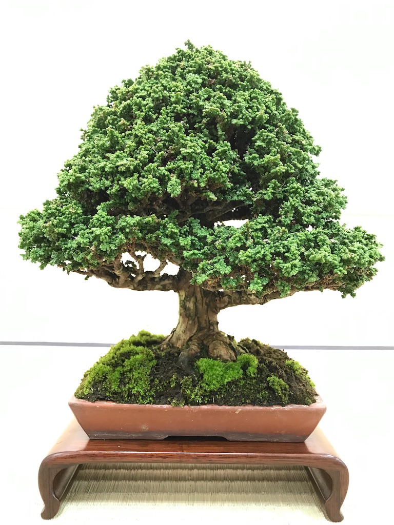 f:id:bonsaichie:20190301161341j:image f:id:bonsaichie:20190301161341j:image