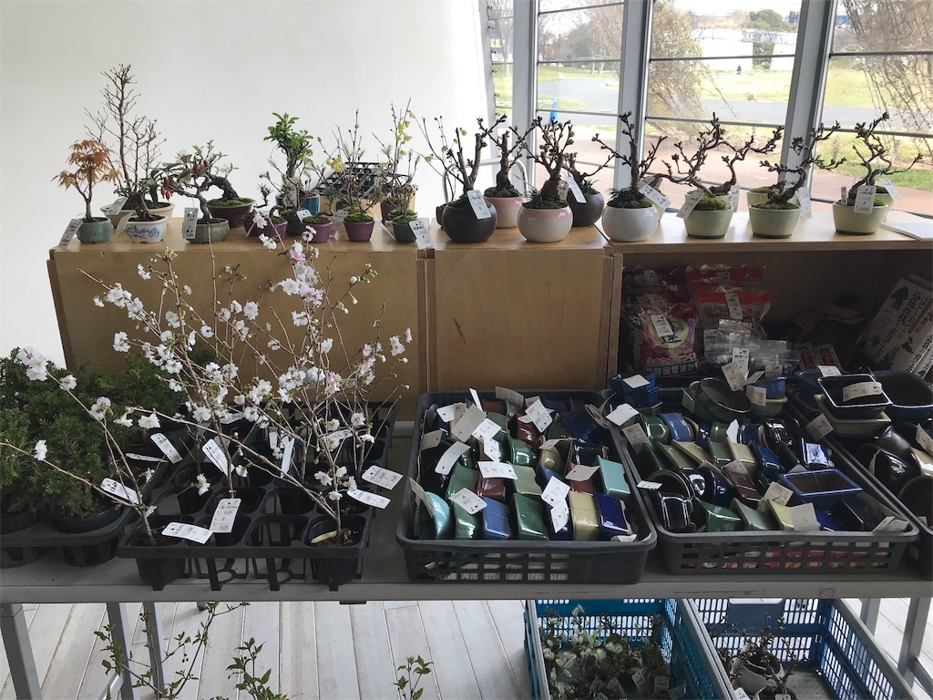 f:id:bonsaichie:20190324104352j:image f:id:bonsaichie:20190324104352j:image