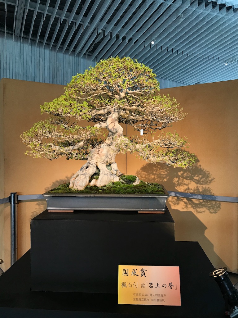 f:id:bonsaichie:20190324104356j:image f:id:bonsaichie:20190324104356j:image