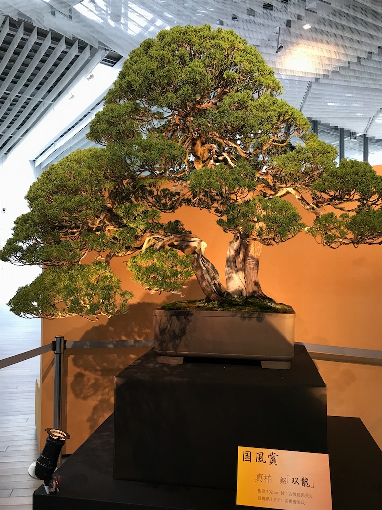 f:id:bonsaichie:20190324104401j:image f:id:bonsaichie:20190324104401j:image