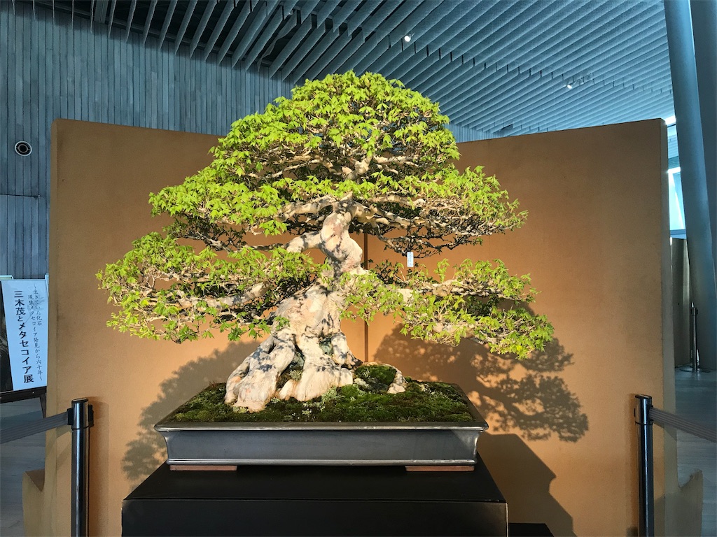 f:id:bonsaichie:20190324104410j:image f:id:bonsaichie:20190324104410j:image