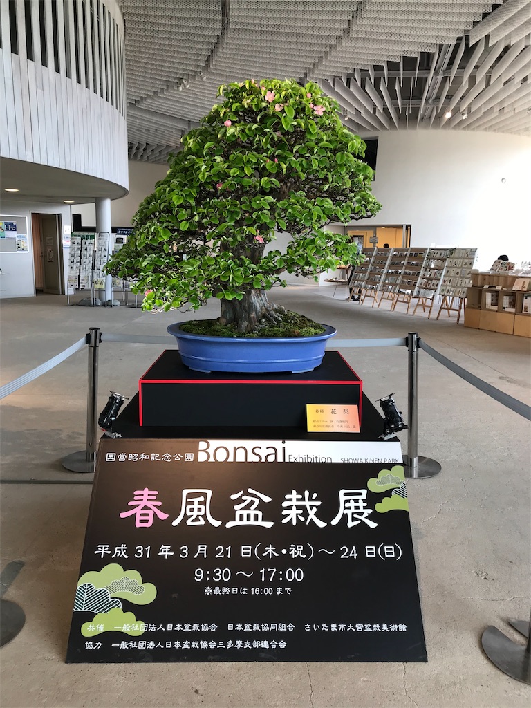 f:id:bonsaichie:20190324104415j:image f:id:bonsaichie:20190324104415j:image