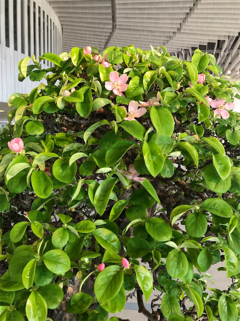 f:id:bonsaichie:20190324104420j:image f:id:bonsaichie:20190324104420j:image