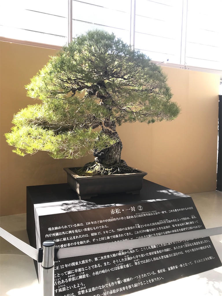 f:id:bonsaichie:20190324104424j:image f:id:bonsaichie:20190324104424j:image