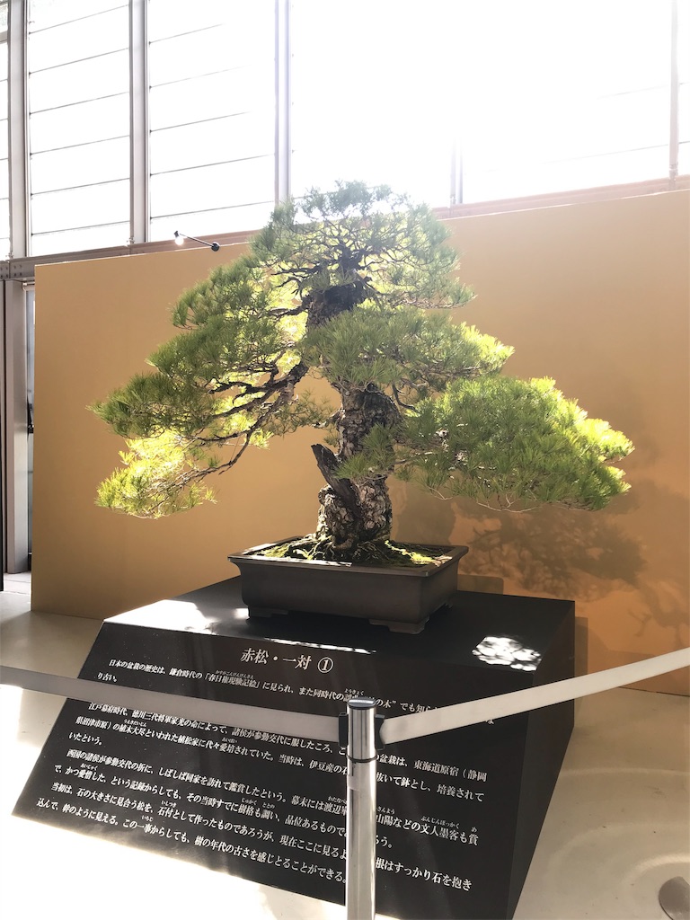 f:id:bonsaichie:20190324104441j:image f:id:bonsaichie:20190324104441j:image