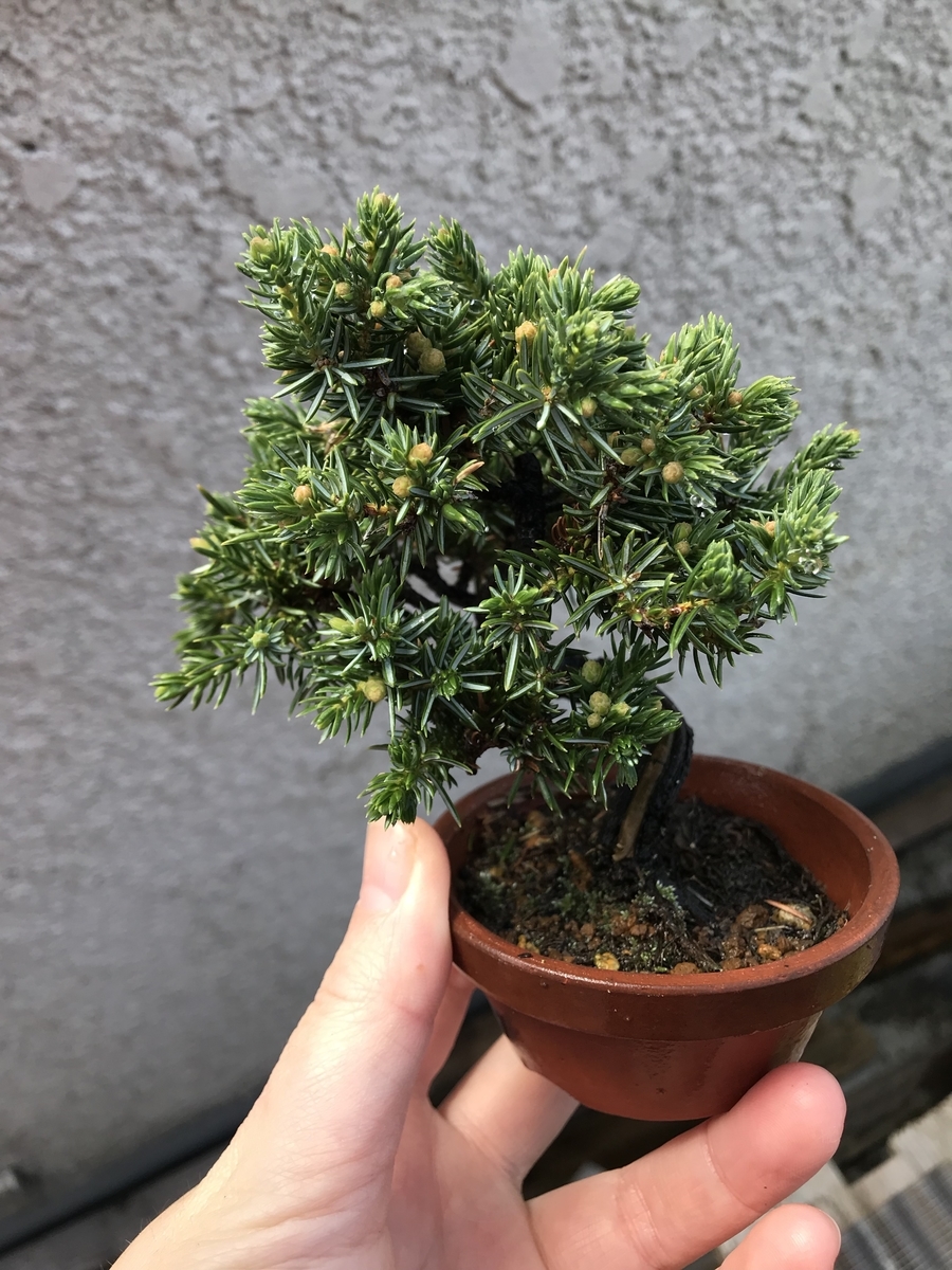 f:id:bonsaichie:20190326121542j:plain