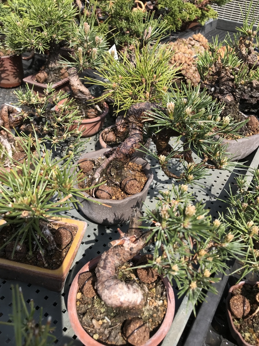 肥料のせてます Bonsaiちえ