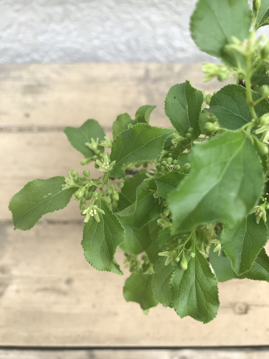 f:id:bonsaichie:20190510191353j:plain f:id:bonsaichie:20190510191353j:plain