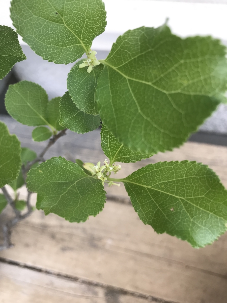 f:id:bonsaichie:20190510210807j:plain f:id:bonsaichie:20190510210807j:plain