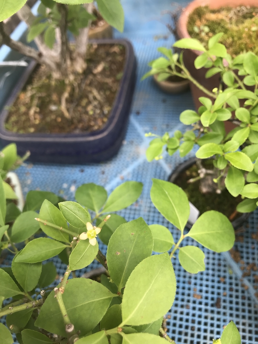 f:id:bonsaichie:20190510210920j:plain f:id:bonsaichie:20190510210920j:plain